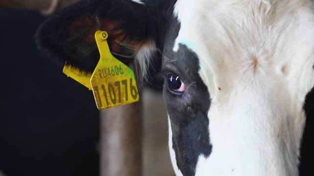 Close-up profile of a Holstein cow's eye and yellow ear tag