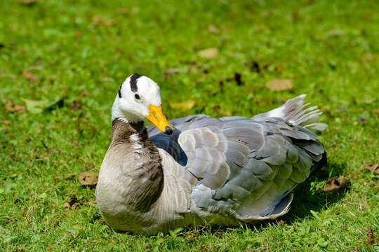 Beautiful Grey Wild Goose Resting on Summer Meadow