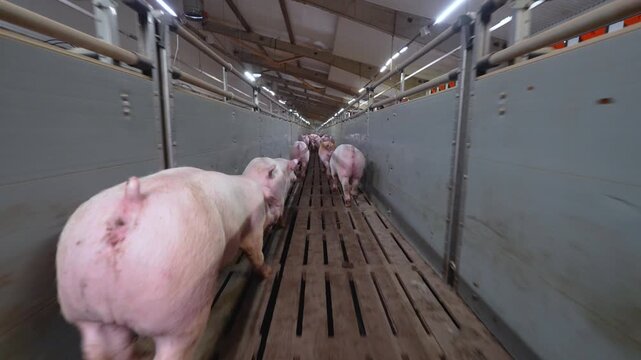 Pigs running down an aisle inside an industrial pig farm facility