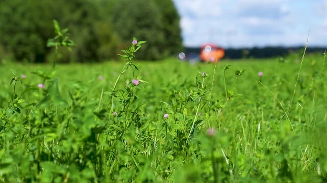 Close-up of blooming clover in a green field with agricultural machinery in the background
