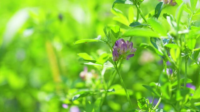 Close-up of purple alfalfa flowers blooming in a lush green pasture