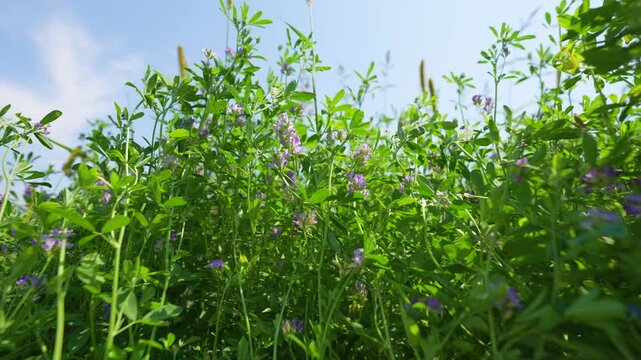 Dense growth of blooming purple alfalfa plants in an agricultural field