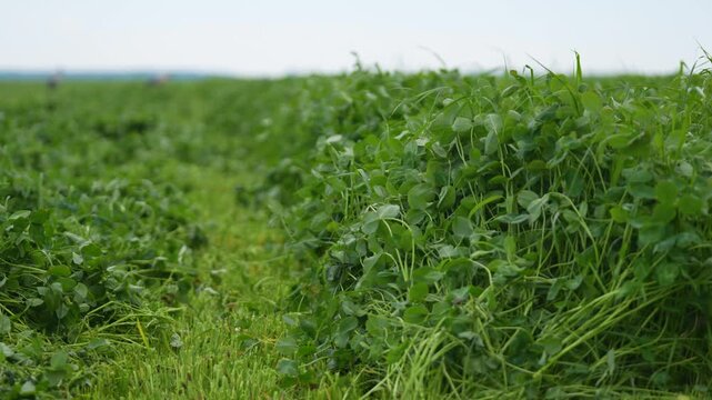 Freshly cut green clover lying in windrows on an agricultural field