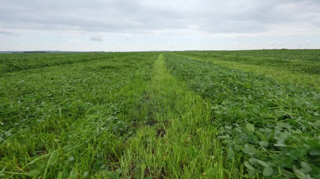 Wide landscape view of a mowed agricultural field with grass windrows