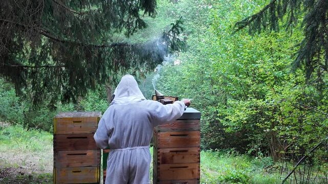 Beekeeper Inspecting Beehive at Forest Apiary &ndash; Close-Up of Hive Inspection and Honey Bee Colony Management in Woodland Beekeeping Environment