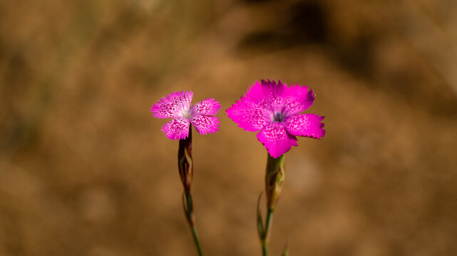 Two wild pink Dianthus flowers blooming against a soft brown background