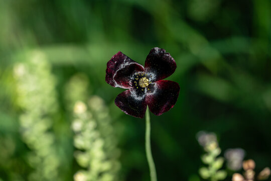 Close-up of a blooming Papaver macrostomum with dark burgundy petals in a field