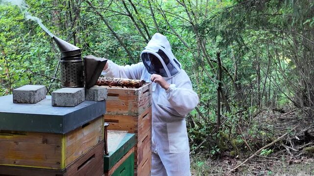 Beekeeper Inspecting Beehive at Forest Apiary &ndash; Close-Up of Hive Inspection and Honey Bee Colony Management in Woodland Beekeeping Environment