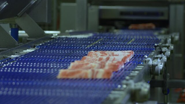 Sliced raw bacon moving on a blue mesh conveyor belt in a meat plant