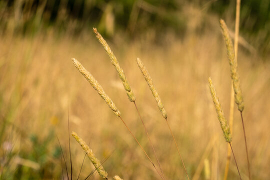 Close up view of Koeleria cristata grass seed heads in a dry summer meadow