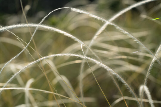 Close-up of Stipa lessingiana grass swaying gently in the breeze