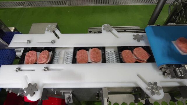 Raw minced meat burger patties in plastic trays on a packaging conveyor