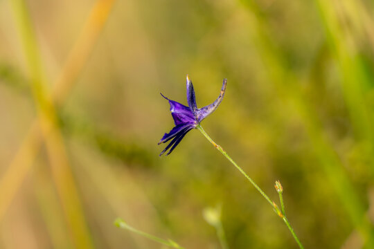 Close up view of Consolida regalis flower in natural environment