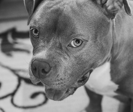 Black and white close up portrait of an American Bully dog indoors, showing detailed facial features and attentive expression