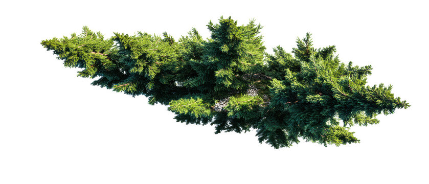 evergreen tree cutout isolated illustration on transparent background cutout isolated cutout isolated illustraion on transparent bacground