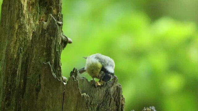 Blue Tit (Cyanistes caeruleus)