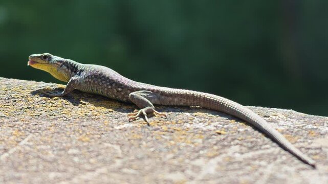 Sunbathing lizard on weathered rock