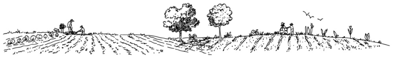 Obraz premium Agricultural landscape with farmers working in rows of cultivated fields in hand drawn panorama style