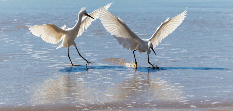 Photograph of herons in Barra de Tramanda&iacute; in Rio Grande do Sul, Brazil.
