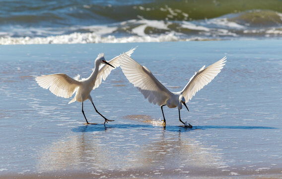 Photograph of herons in Barra de Tramanda&iacute; in Rio Grande do Sul, Brazil.	