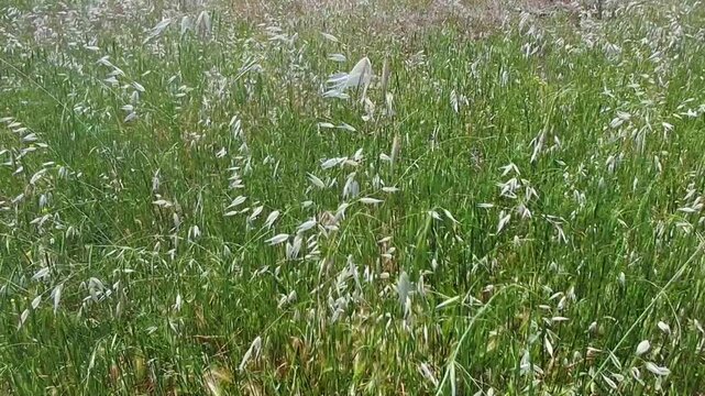 Green meadow of wild oat seedheads