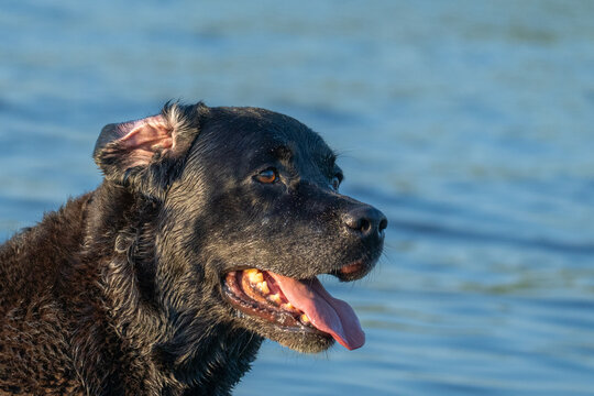 Wet Black Dog Panting Beside Lake in Evening Light