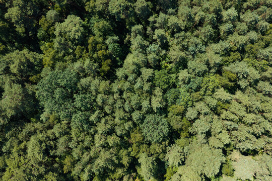 Summer green tree top in forest. Natural scenery of green forest aerial landscape. Nature landscape. Aerial top view of forest tree. Nature environment. Green tree forest from top, 4k footage