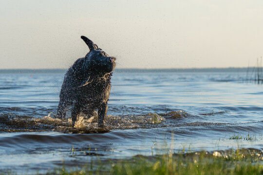 Black Dog Shaking Water in Shallow Lake at Sunset