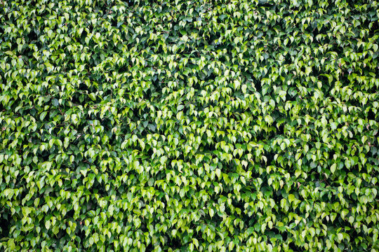 Green leaves background. Green nature foliage. Background natural leaves. Foliage leaf background. Fresh nature in summer