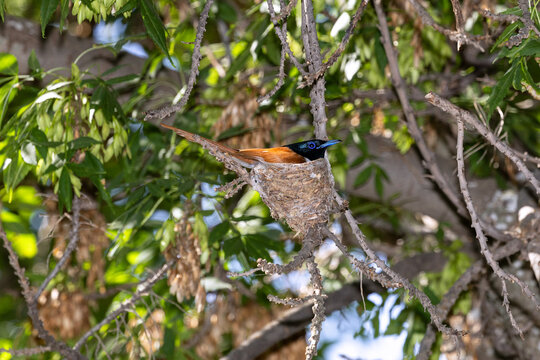 Male Asian Paradise Flycatcher (Terpsiphone paradisi) sitting on the nest