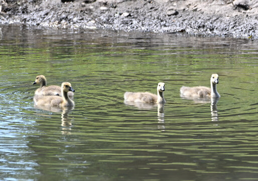 Canada Goose Goslings