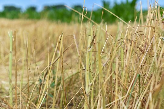 A close-up view shows cut rapeseed stalks in an agricultural field after the harvest. The dry crop residue stands as stubble against a blurred natural background.