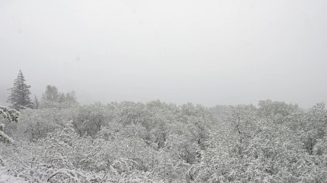 A tranquil pan shot of a snowy forest as heavy snow falls, covering trees and bushes in pristine white. The mood is calm and peaceful, ideal for nature, seasonal, or relaxation themes