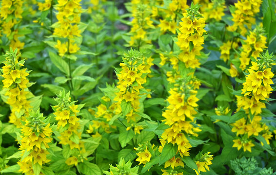 Lysimachia vulgaris flower