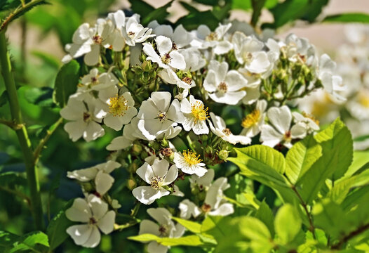 Multiflora rosa (Japanese rose)