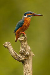 Obraz premium Kingfisher bird perched on a branch in the United Kingdom with a beautifully blurred natural background, colourful female bird in a peaceful freshwater wetland habitat.
