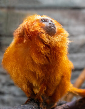 Orange monkey