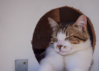 DIY Stray Cat Shelter with Sleeping Rescued Feline © Vincent Cazajous