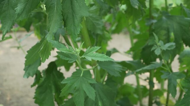 Lush green leaves of an Armenian marshmallow plant stand out in a sunny botanical bed. Great for educational videos about medicinal flora and traditional herbal remedy guides. 