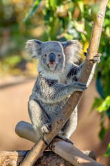 Sweet koala making eye contact, San Diego, California © Julia
