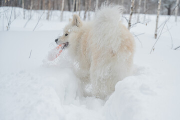 Fototapeta premium A Samoyed dog plays with a puller on a winter walk.