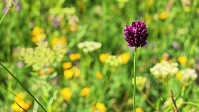Close-up of purple chive flower among yellow wildflowers in a sunlit field