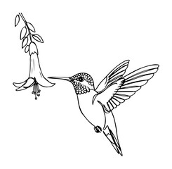 Hummingbird drinking nectar from flower outline wildlife illustration © Wieslaw
