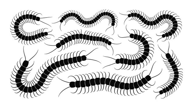 Collection of Centipedes: A stylized collection of black and white centipedes, depicted in various curving and crawling poses, conveying a sense of movement and insectoid form.