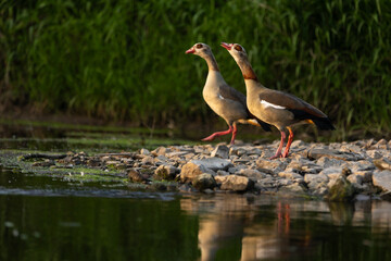Nilgänse © Nadine Haase