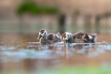 Nilgänse © Nadine Haase