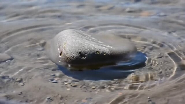 Close-up of a single smooth stone resting in clear shallow water with circular ripples expanding outward. Detailed view of water surface movement, sandy bottom, and natural light reflections.