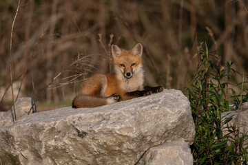 Red fox kit resting on a large limestone boulder during golden hour at Magee Marsh in Ohio © Sue Phillips
