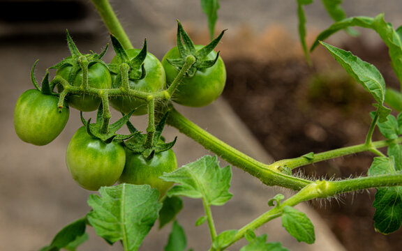 Several unripe green cherry tomatoes hang on a vine, surrounded by lush green leaves. The setting appears to be a garden or farm with earthy tones around.