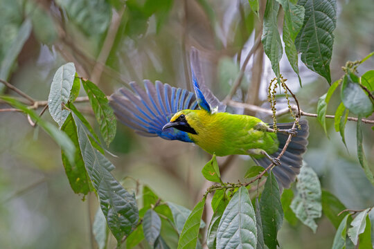 Male blue-winged leafbird with open wings on a branch, Thailand